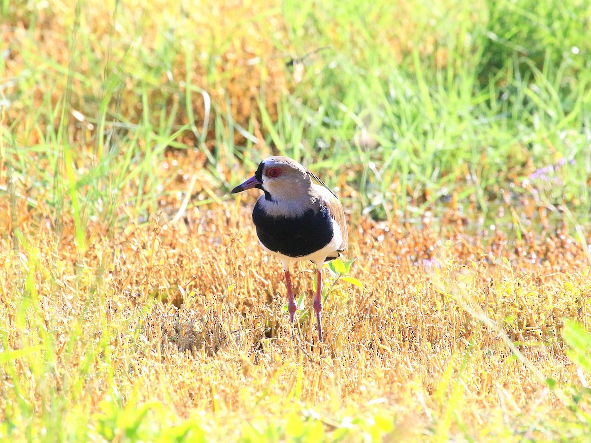 Southern Lapwing - ML617858650