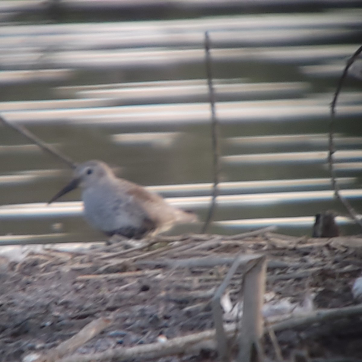 Dunlin - Janice Frye