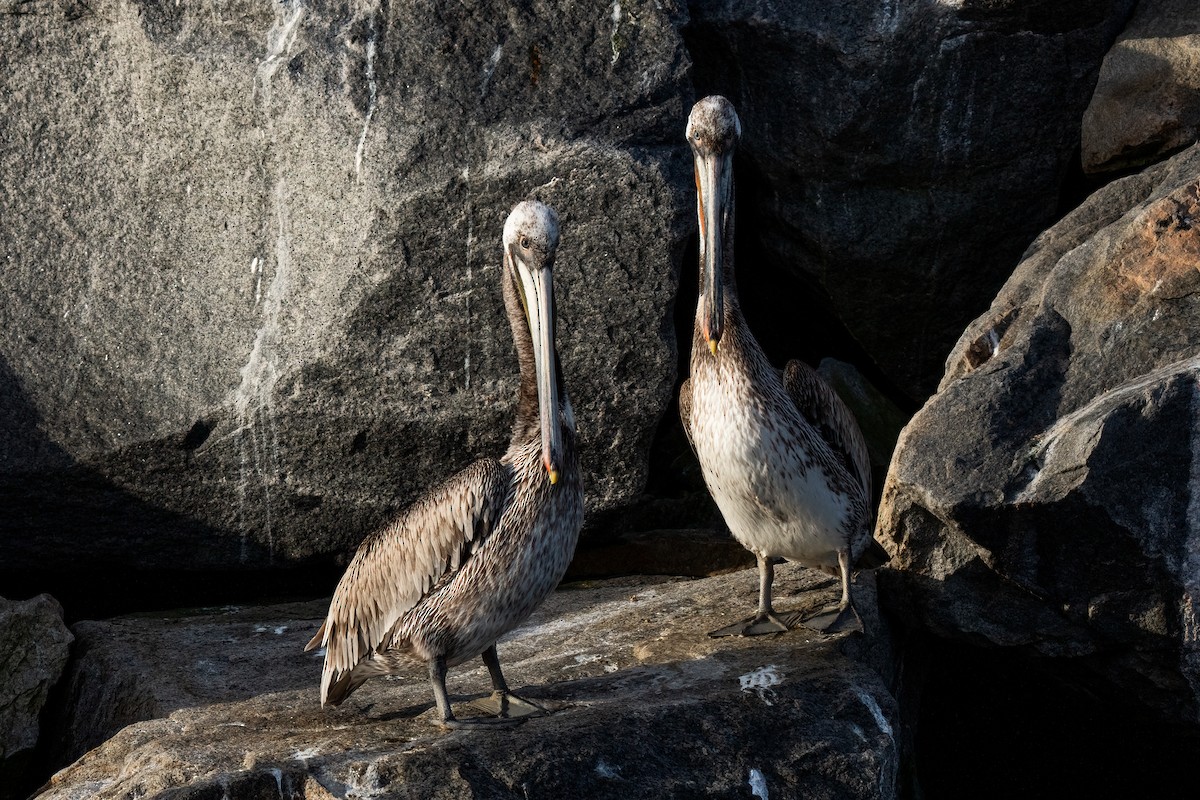 Brown Pelican - ML617858701