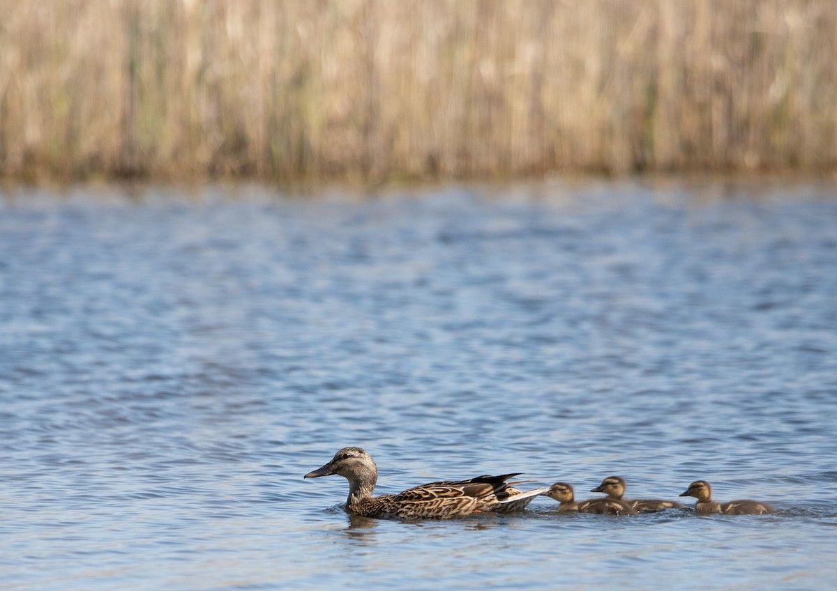 Зэрлэг нугас - ML617858748