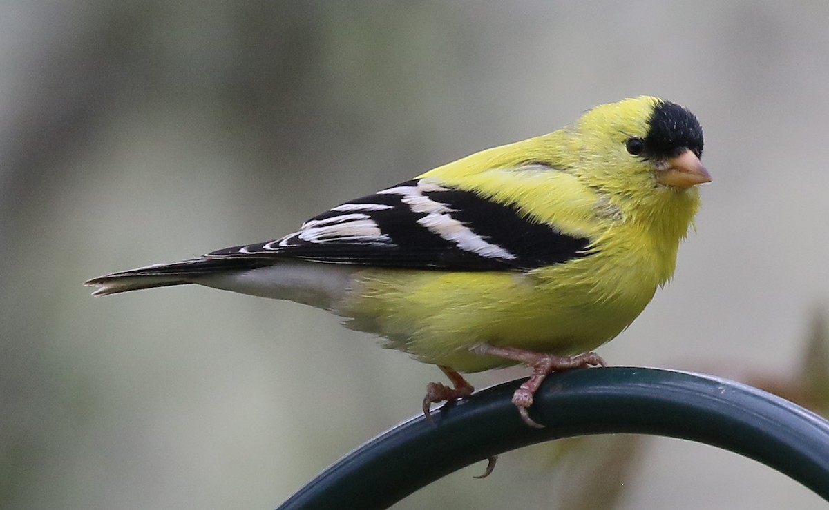 Chardonneret jaune - ML617858753