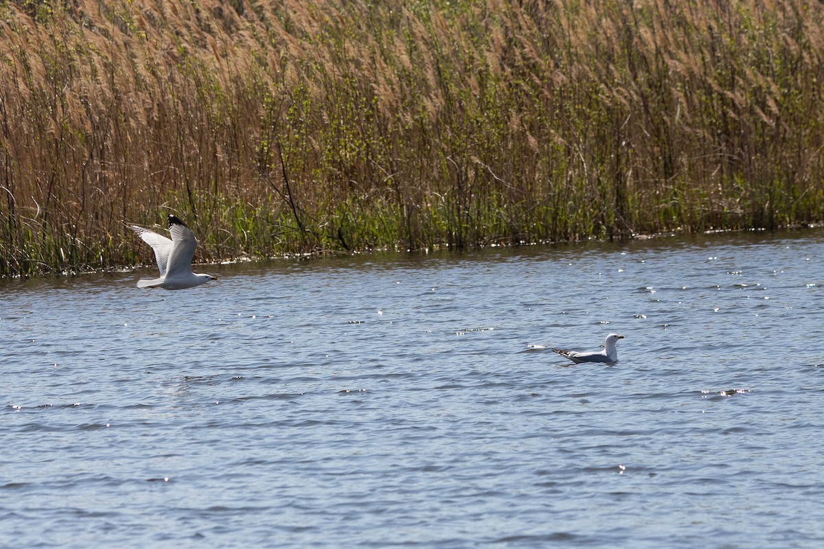 Ring-billed Gull - ML617858771