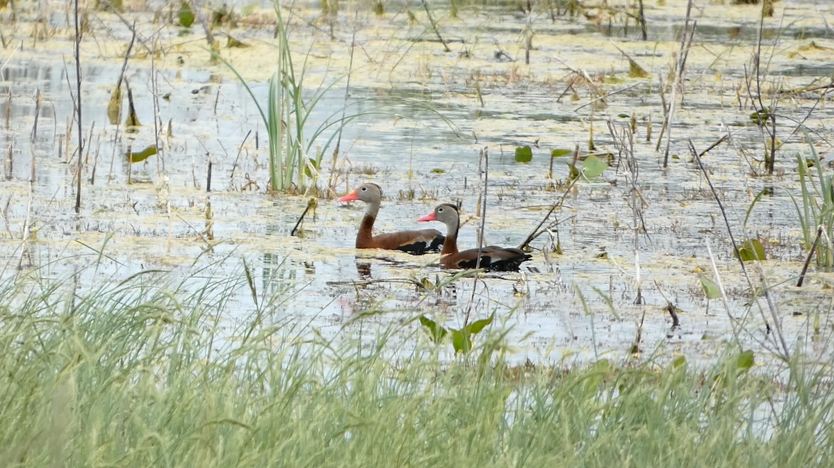 Black-bellied Whistling-Duck - Rob Hamilton