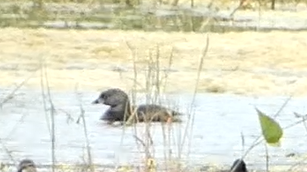 Pied-billed Grebe - ML617858787