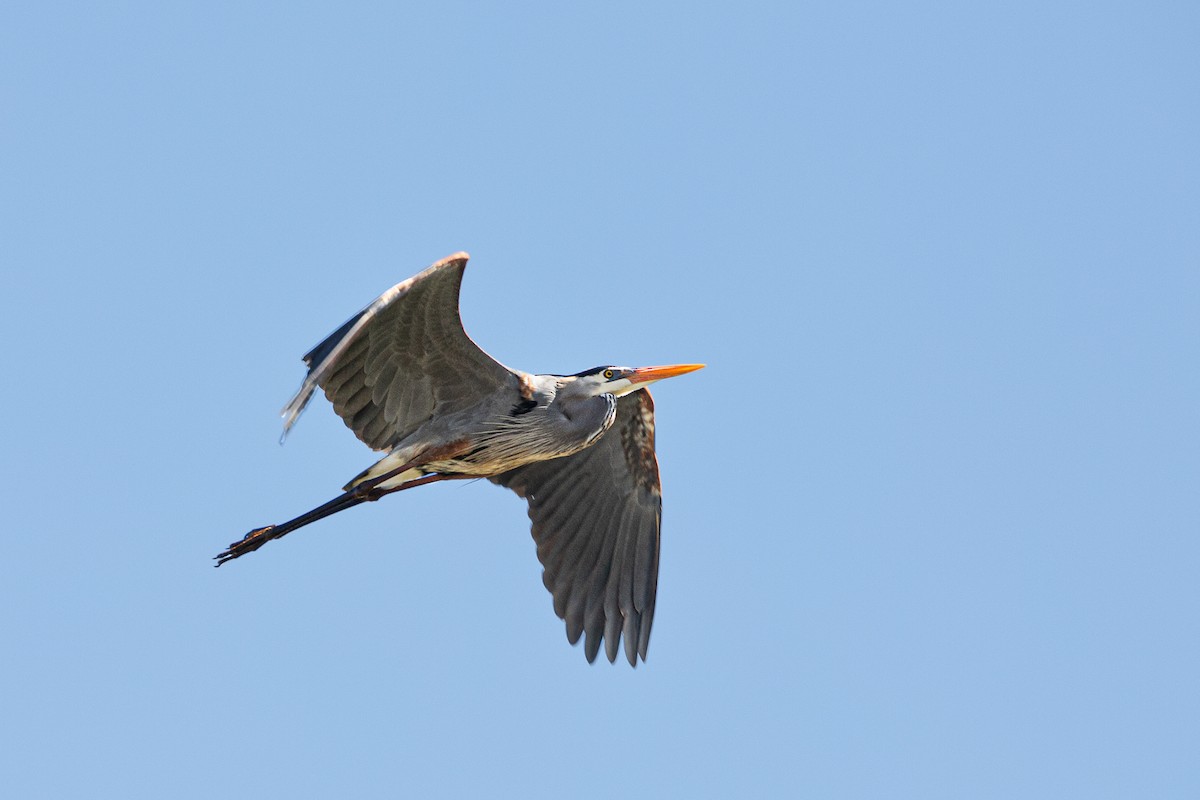 Grand Héron - ML617858793