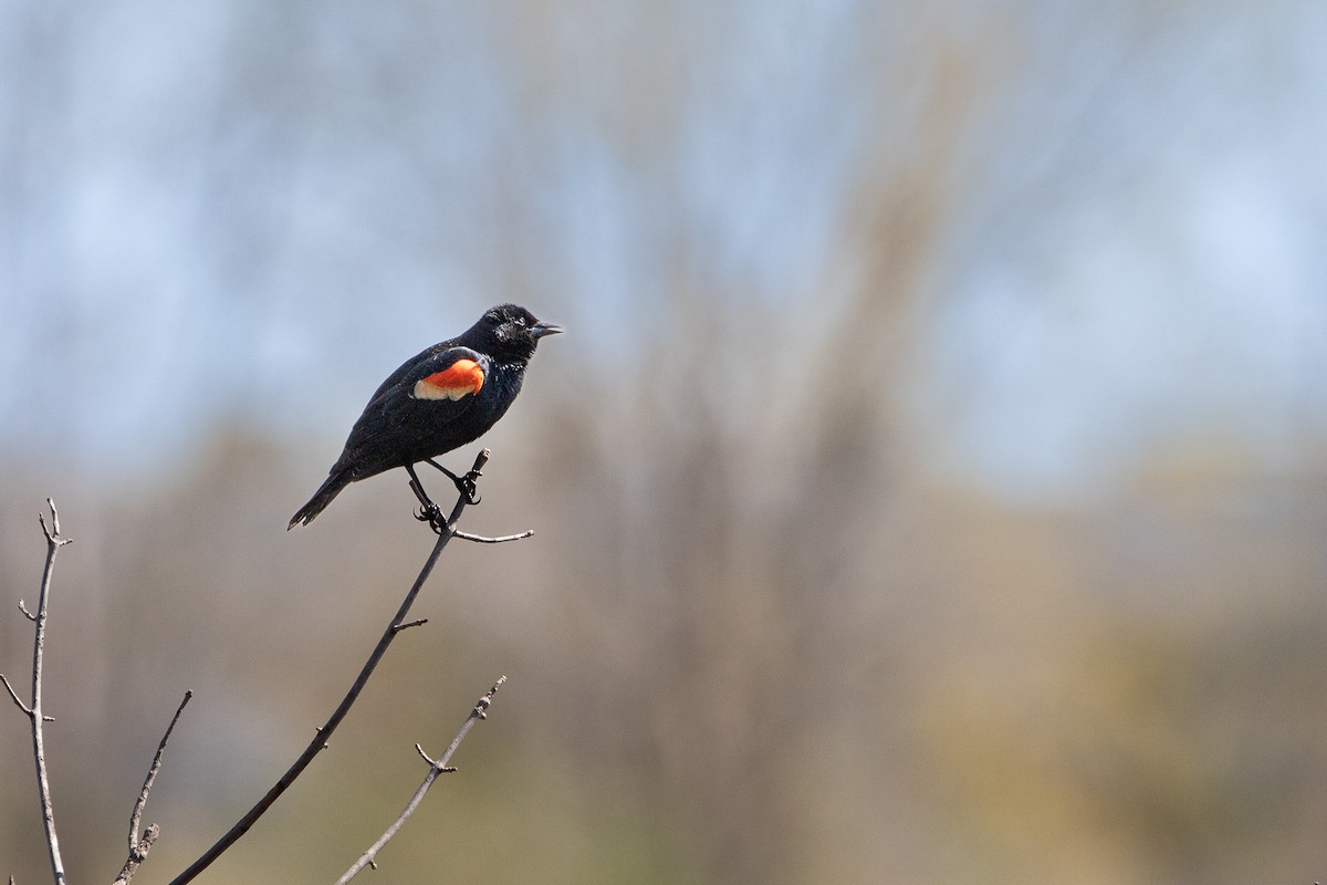 Red-winged Blackbird - ML617858806