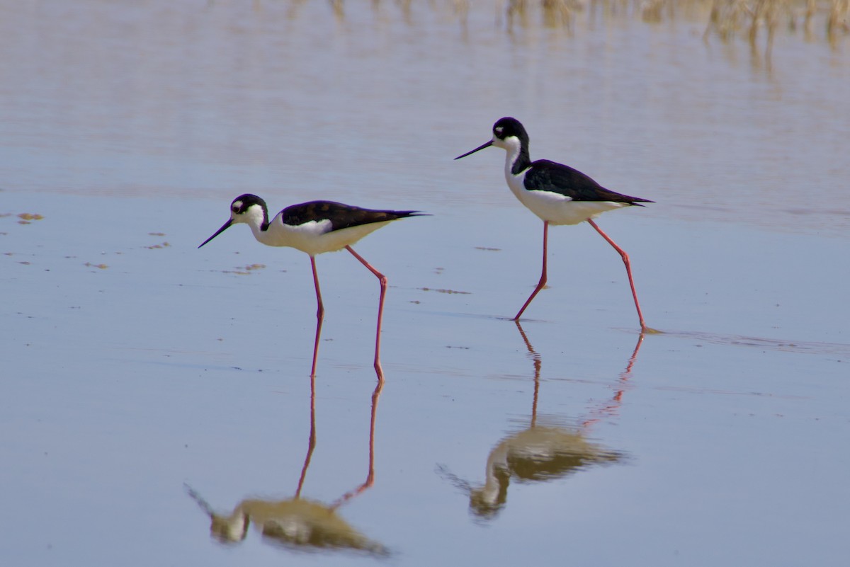 Black-necked Stilt - ML617858842