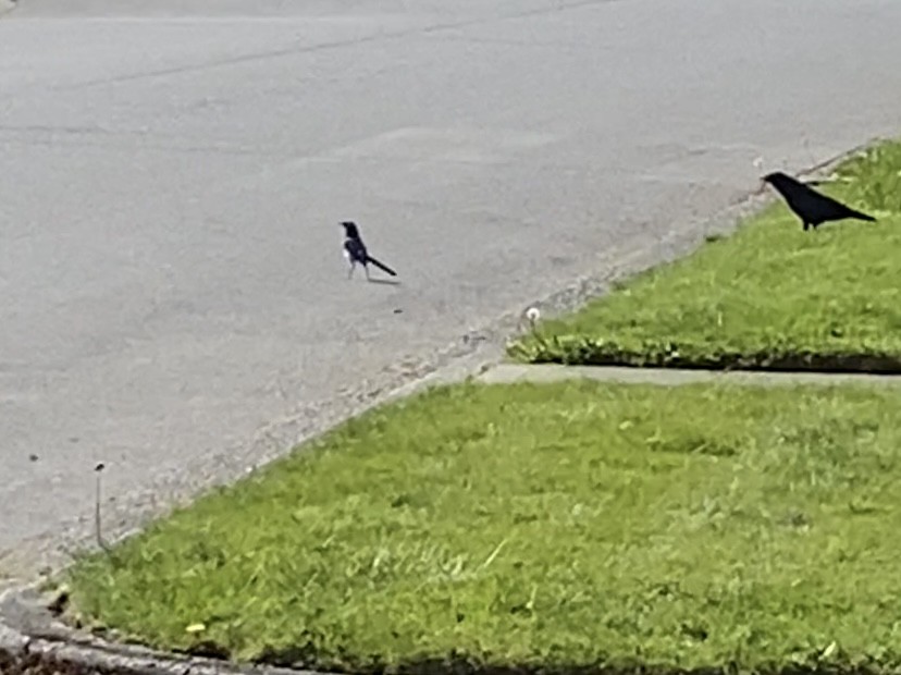 California Scrub-Jay - ML617858888