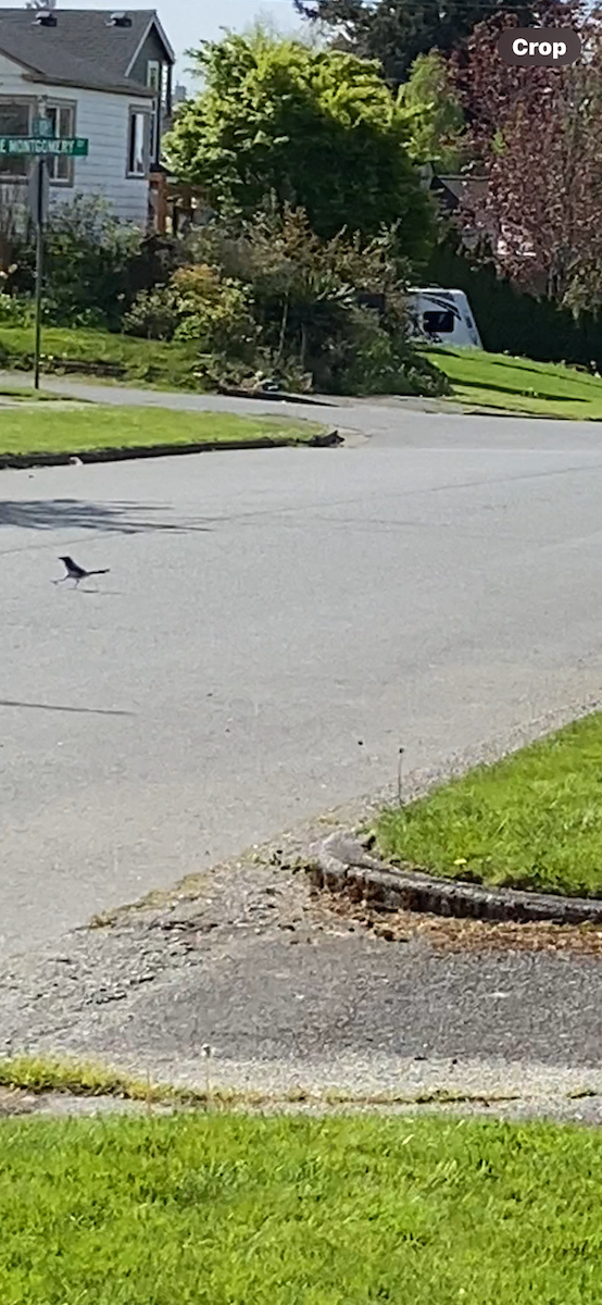 California Scrub-Jay - ML617858889