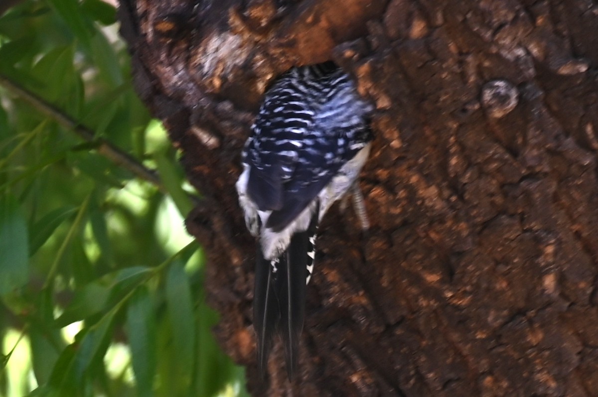 Golden-fronted x Red-bellied Woodpecker (hybrid) - ML617858894