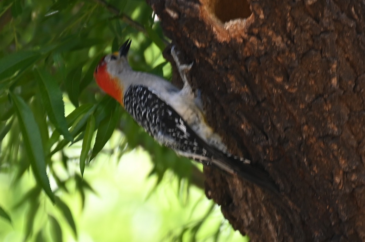 Golden-fronted x Red-bellied Woodpecker (hybrid) - ML617858895