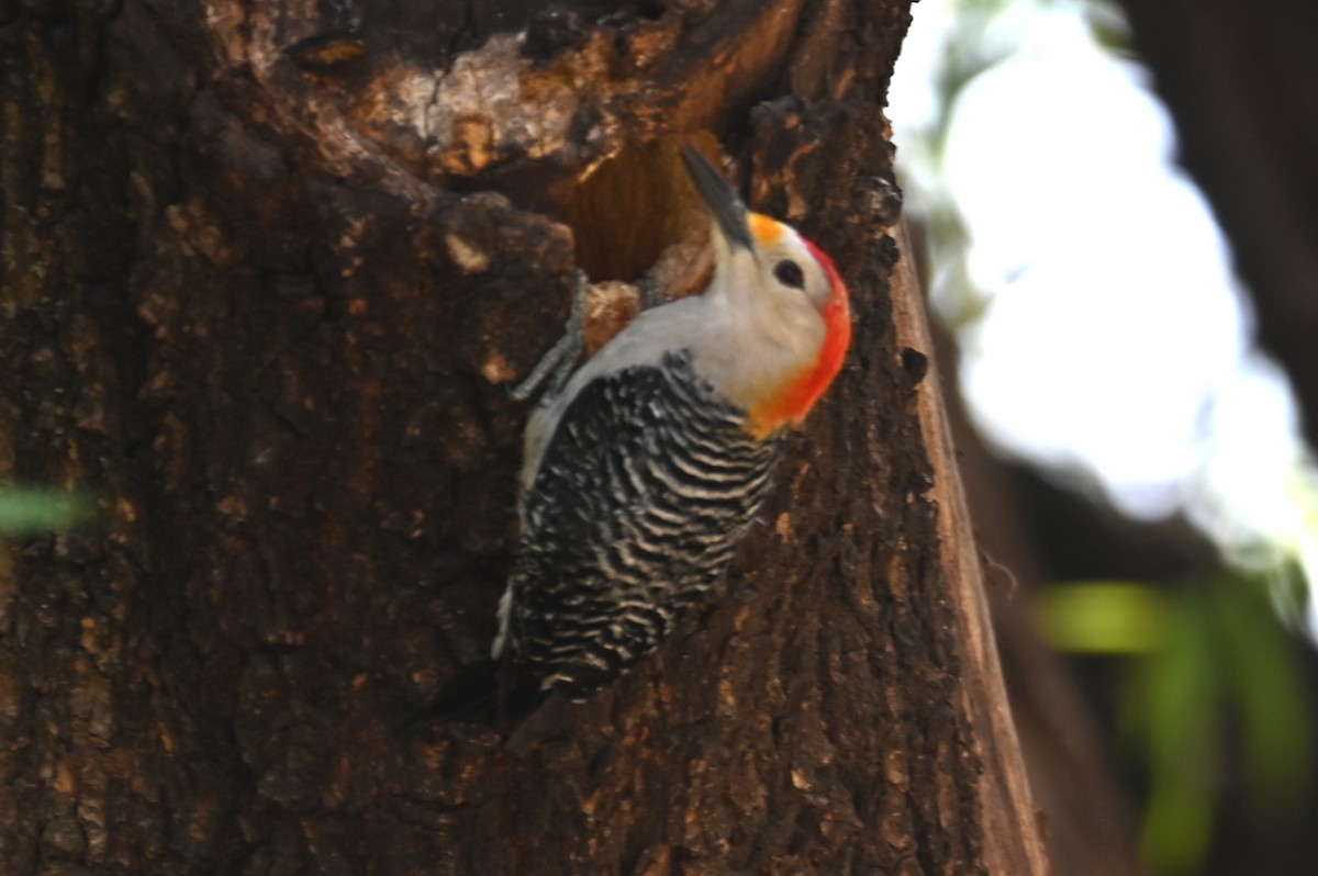Golden-fronted x Red-bellied Woodpecker (hybrid) - ML617858896