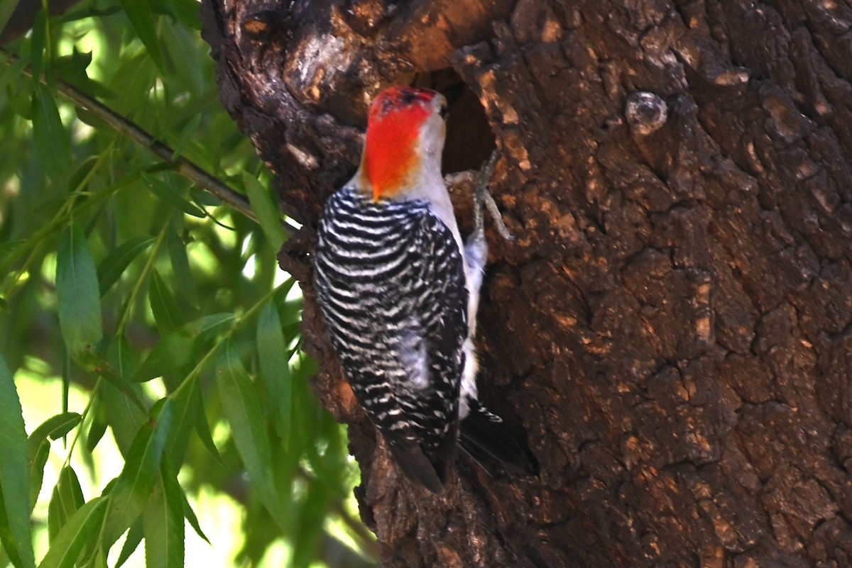 Golden-fronted x Red-bellied Woodpecker (hybrid) - ML617858897