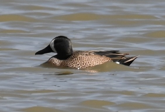 Blue-winged Teal - ML617858906
