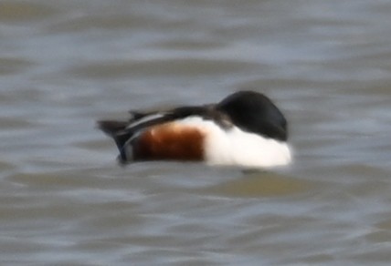 Northern Shoveler - Joe Cochran