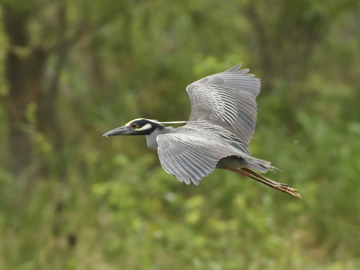 Yellow-crowned Night Heron - Kent Kleman