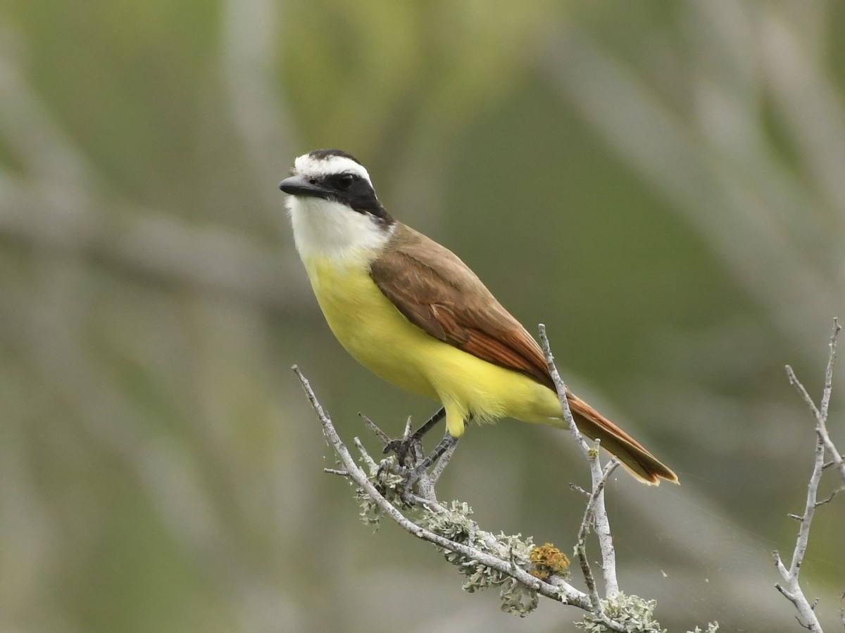 Great Kiskadee - ML617858956