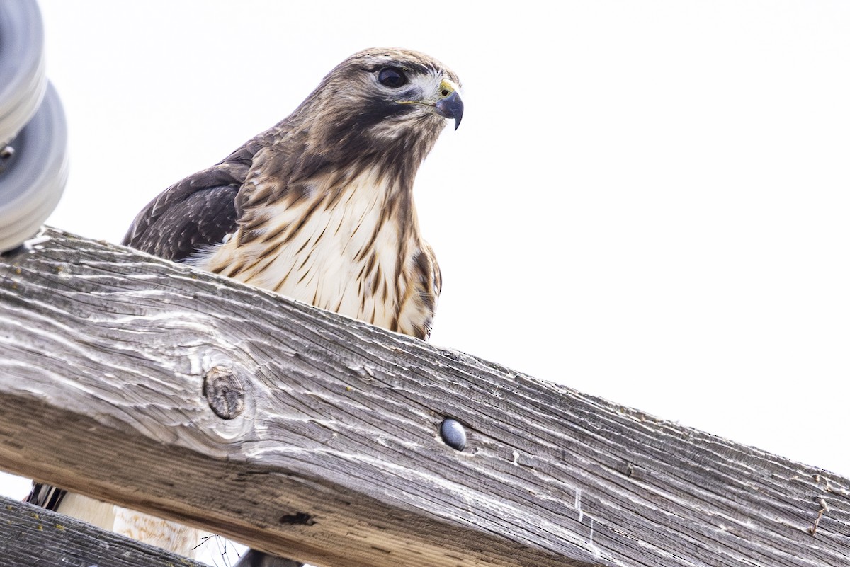 Red-tailed Hawk - ML617858989