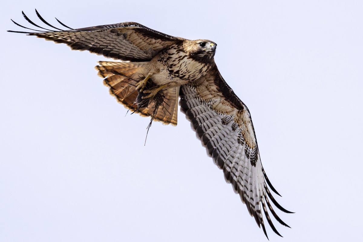 Red-tailed Hawk - ML617858995