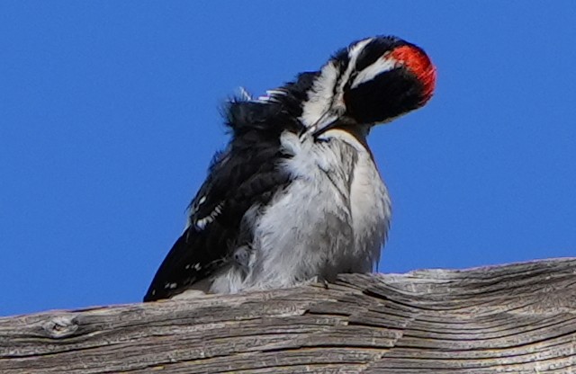 Hairy Woodpecker - ML617859030