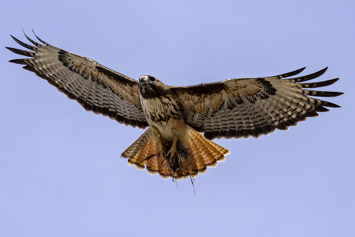 Red-tailed Hawk - ML617859032