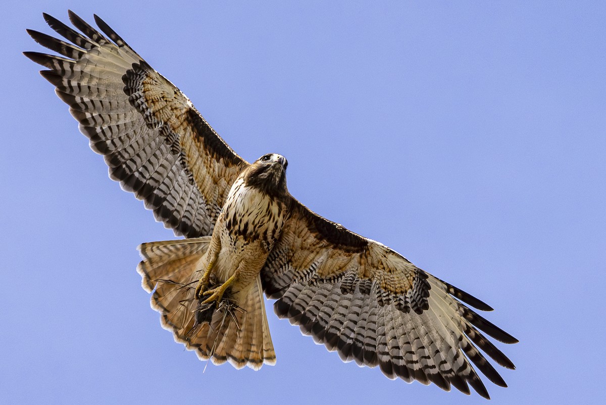 Red-tailed Hawk - Jef Blake