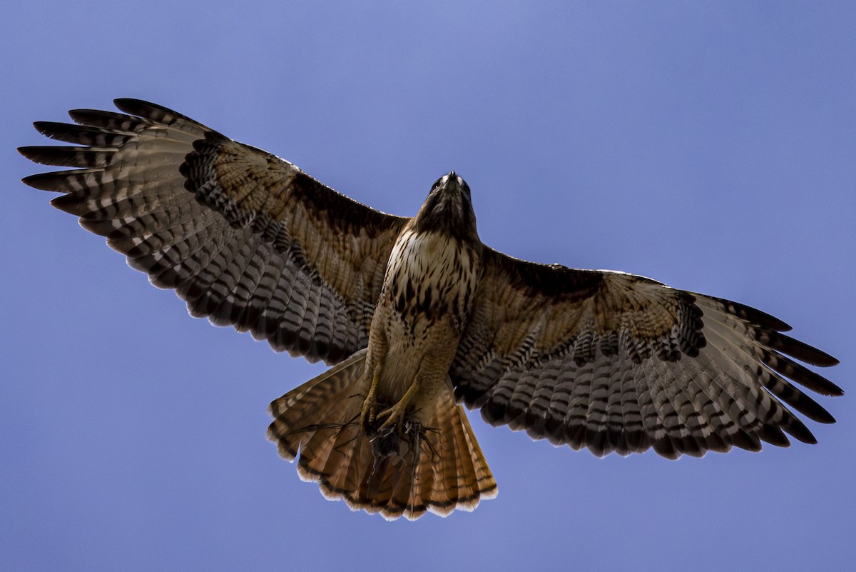 Red-tailed Hawk - ML617859057