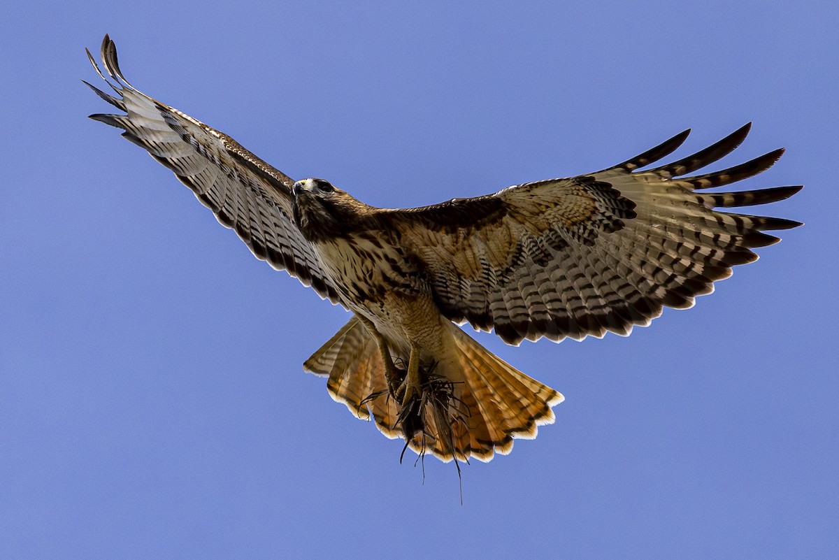 Red-tailed Hawk - ML617859058