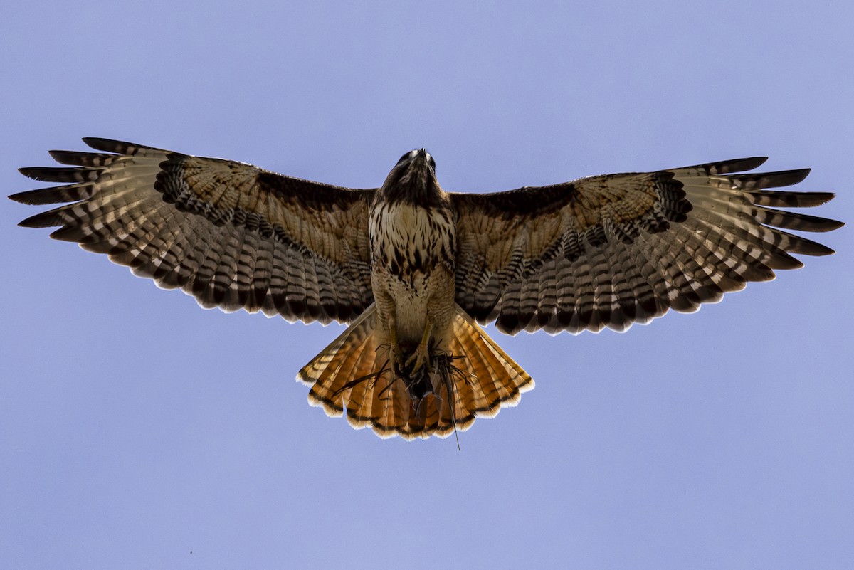 Red-tailed Hawk - ML617859059