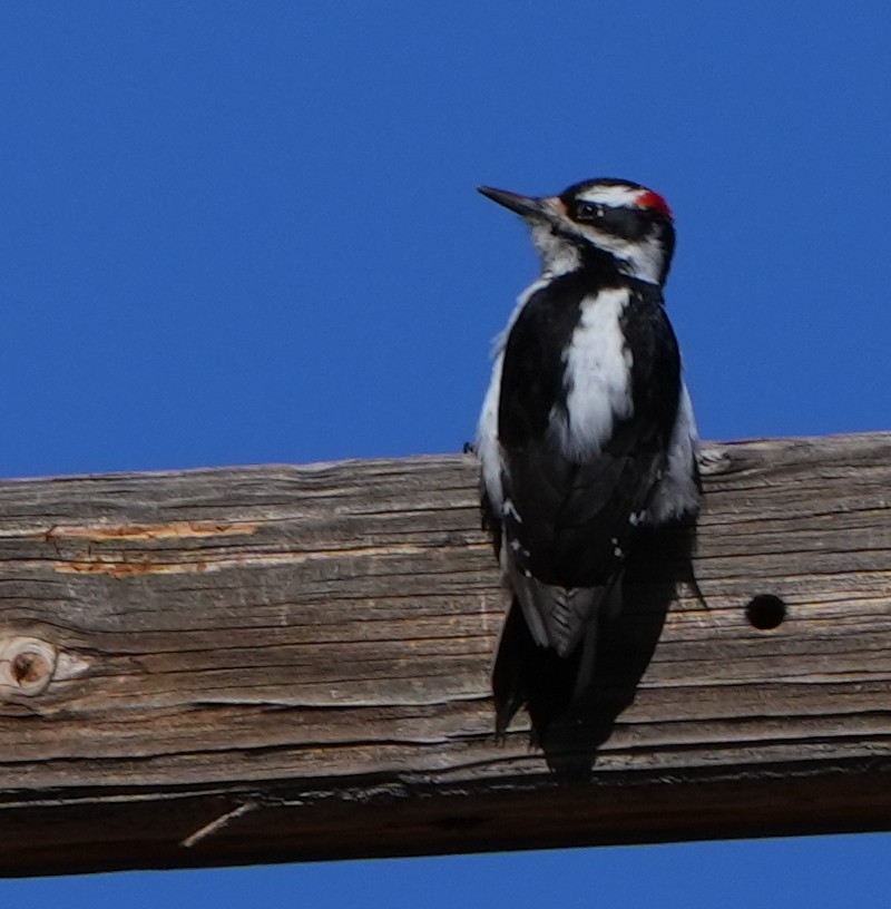 Hairy Woodpecker - ML617859078