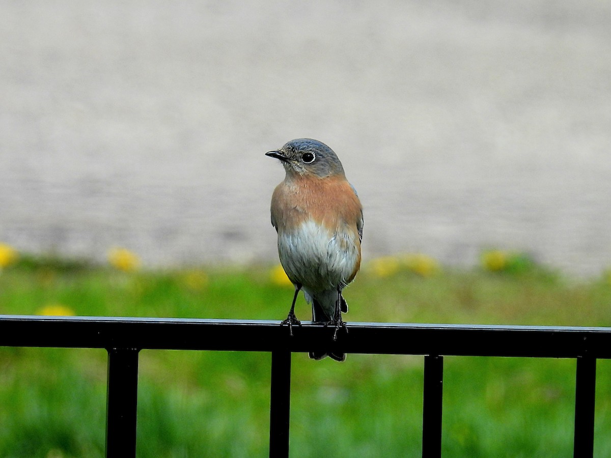 Eastern Bluebird - ML617859085