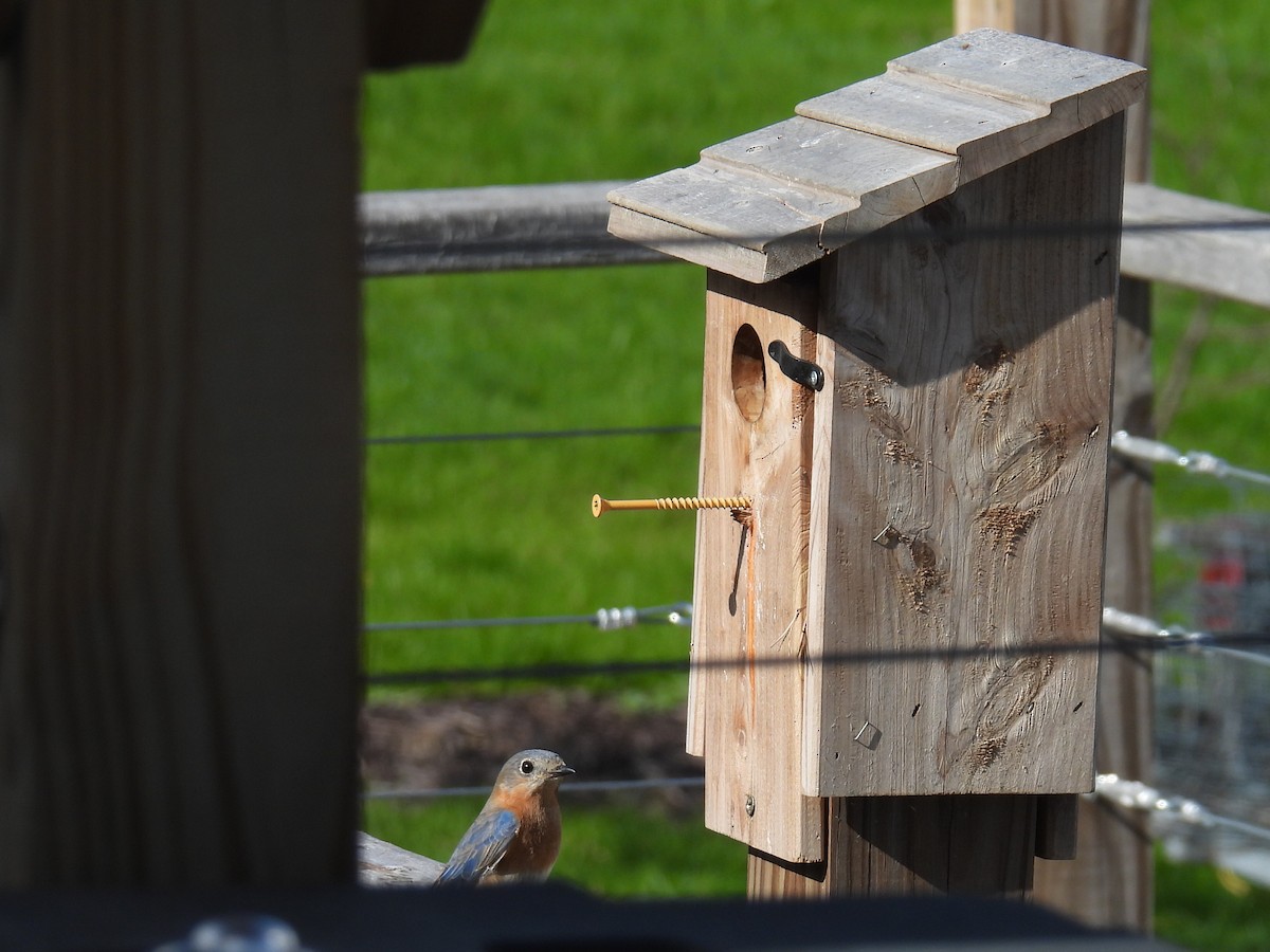 Eastern Bluebird - ML617859093