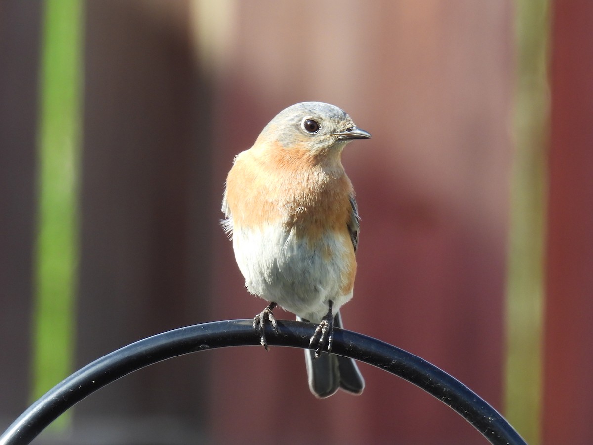 Eastern Bluebird - ML617859095