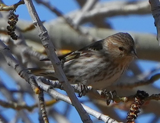 Pine Siskin - ML617859102