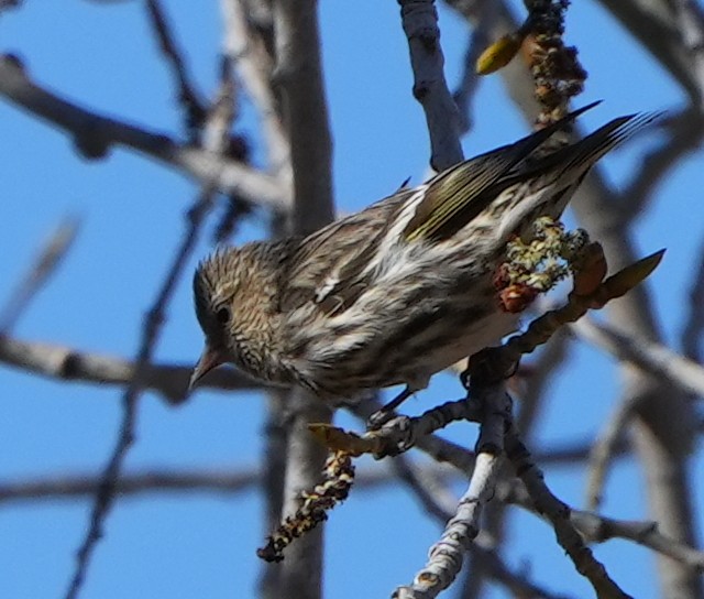 Pine Siskin - ML617859125