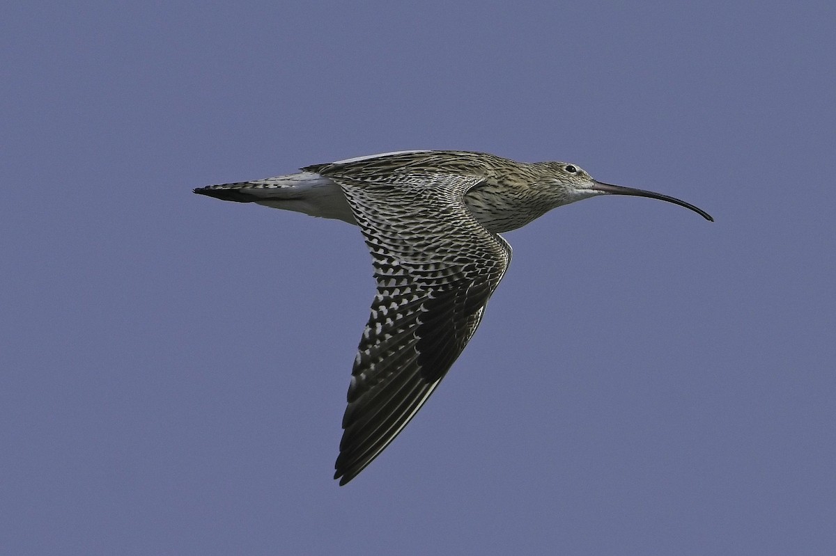 Eurasian Curlew - ML617859142