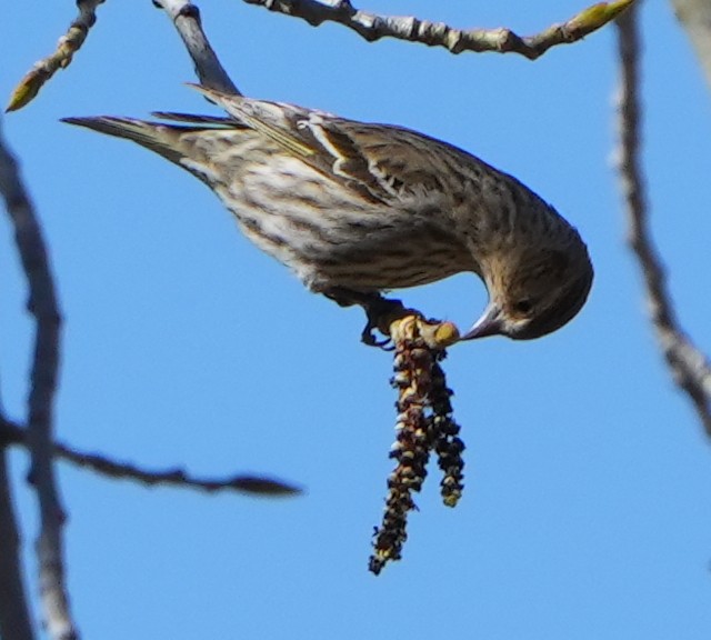 Pine Siskin - ML617859146