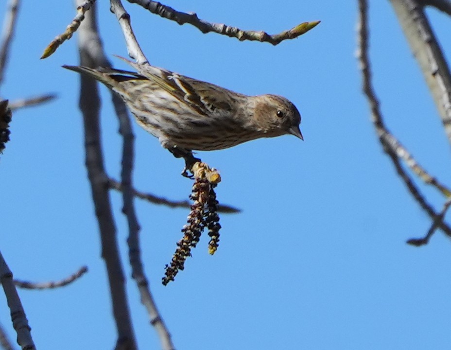 Pine Siskin - ML617859156