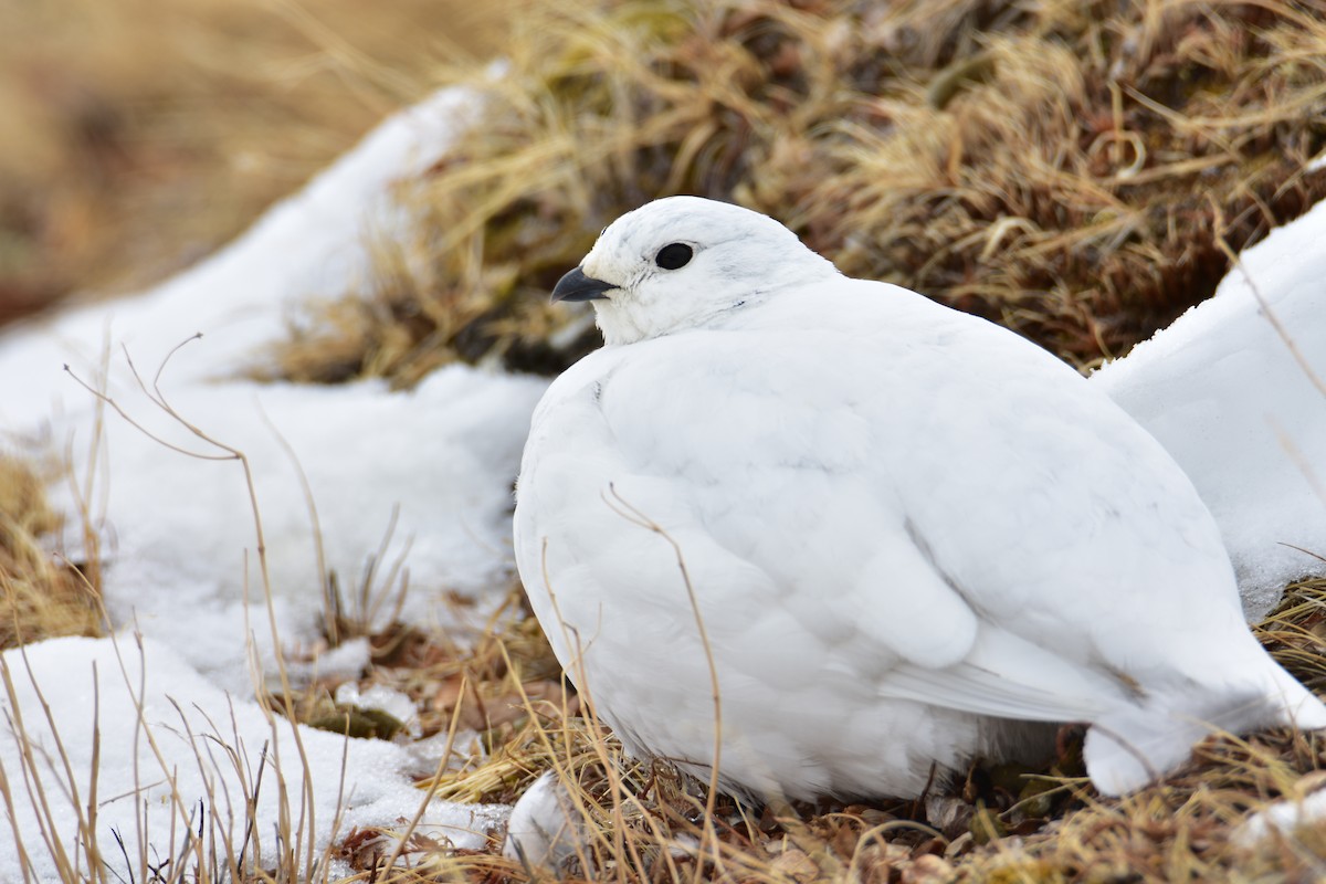 White-tailed Ptarmigan - ML617859182