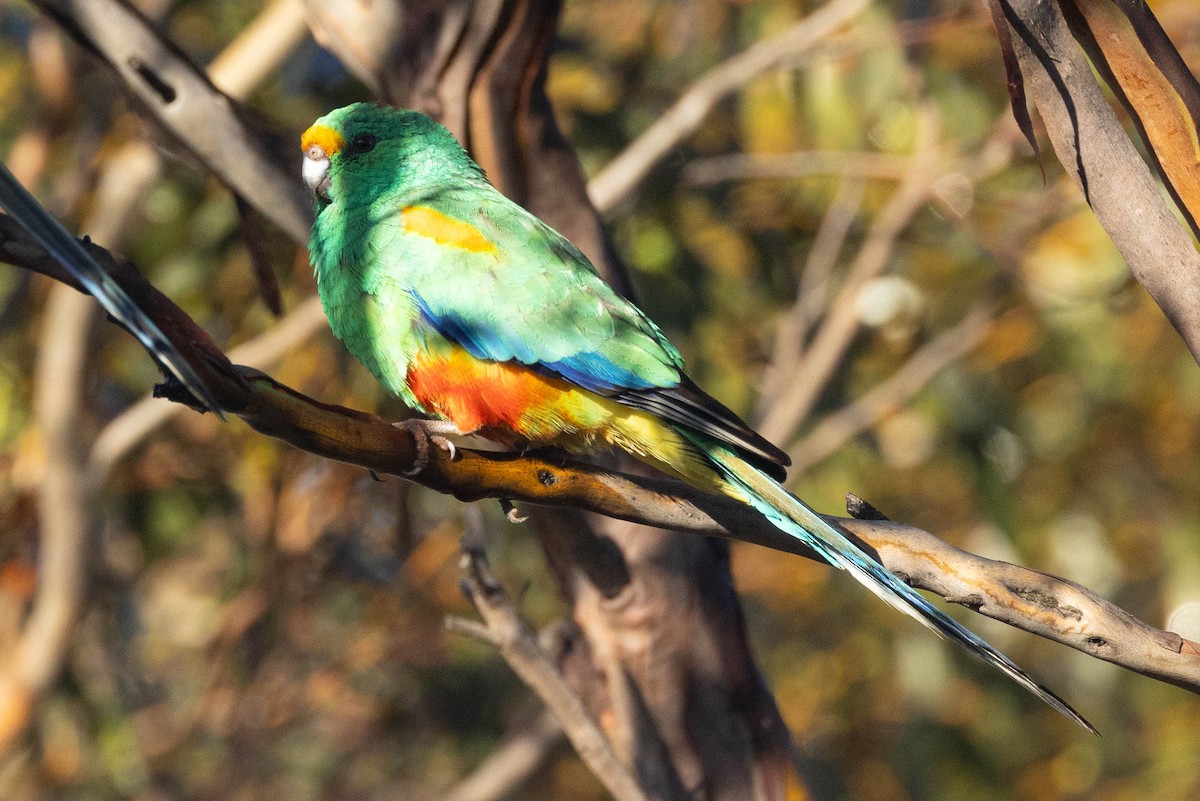 Mulga Parrot - Eric VanderWerf