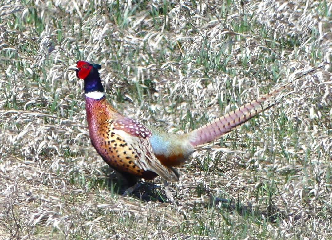 Ring-necked Pheasant - ML617859211