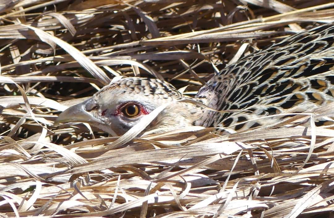 Ring-necked Pheasant - ML617859212