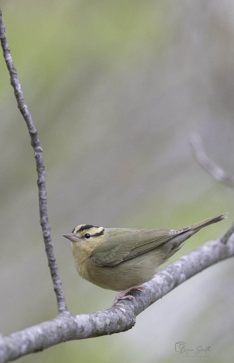 Worm-eating Warbler - Bryan Smith