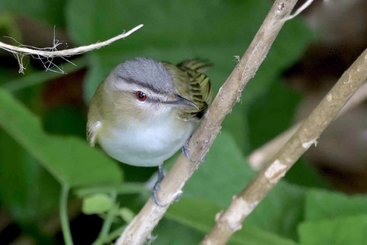 Red-eyed Vireo - Robbin Mallett