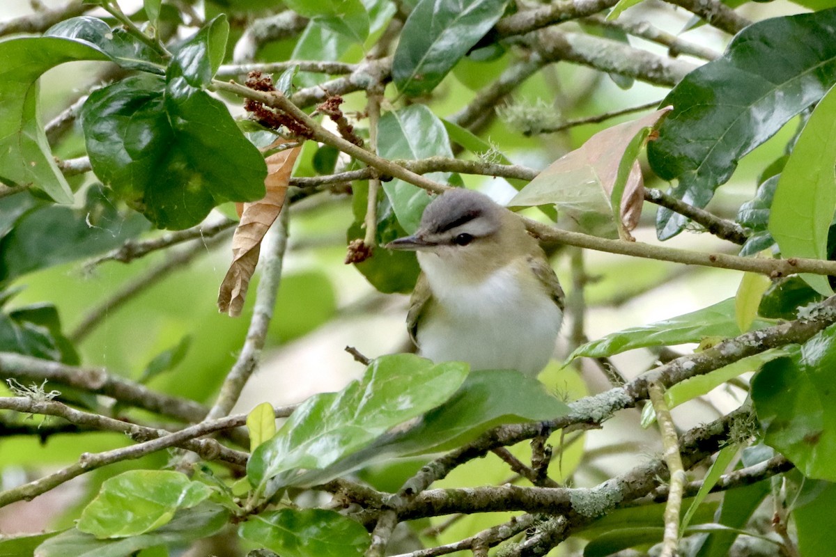 Kızıl Gözlü Vireo - ML617859247