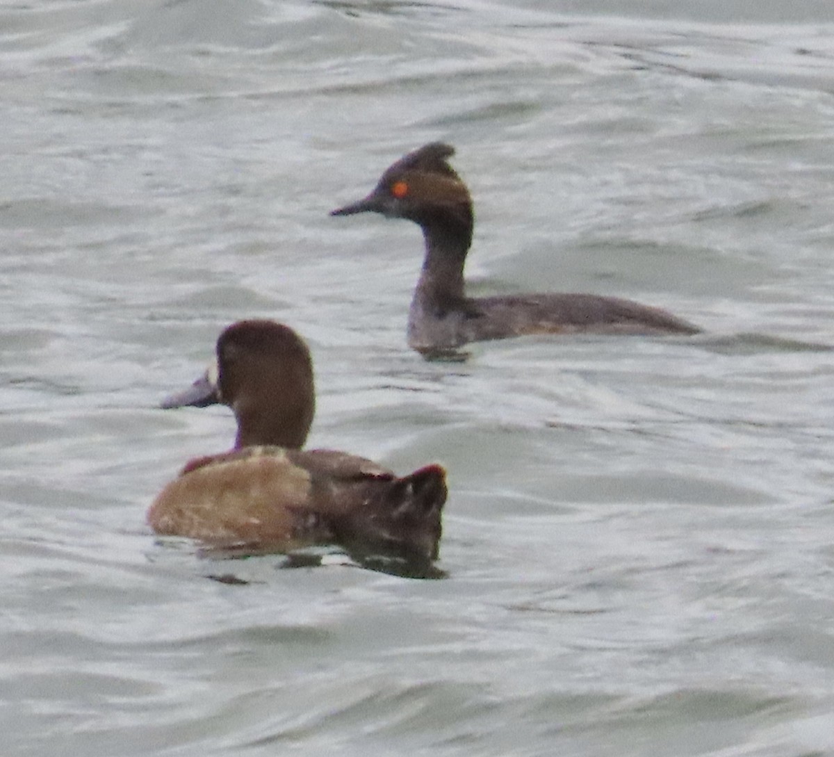 Eared Grebe - ML617859264