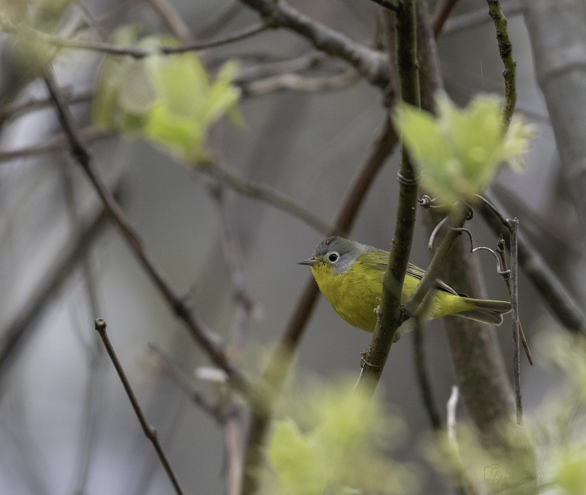 Nashville Warbler - ML617859296