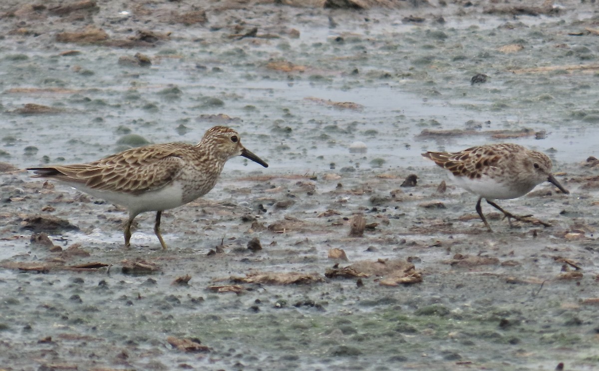 Graubrust-Strandläufer - ML617859300