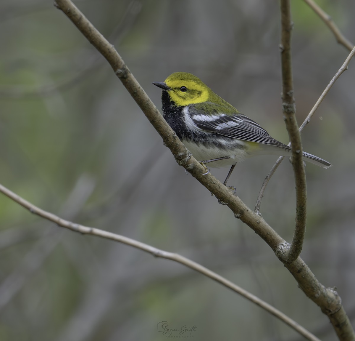 Black-throated Green Warbler - ML617859306