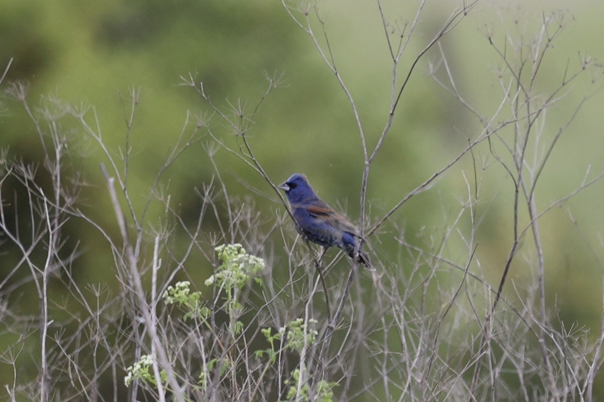 Blue Grosbeak - ML617859366